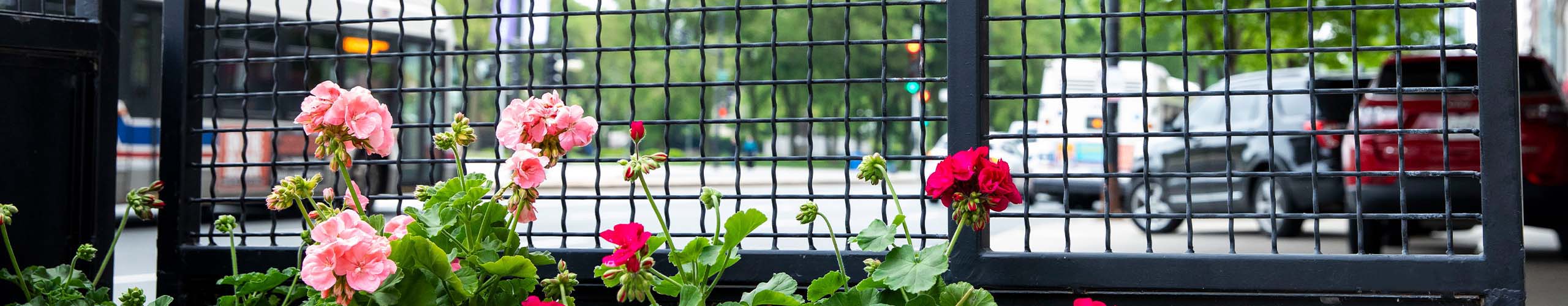 An application photo of Woven Wire Mesh with pink and red flowers growing in front of it.